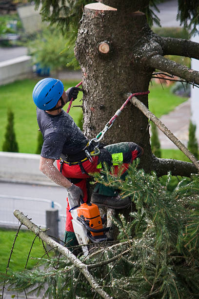 Reliable Tysons, VA  Tree Services Solutions