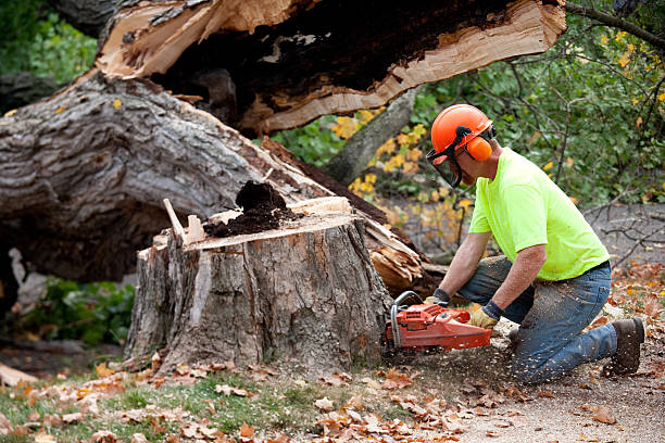 How Our Tree Care Process Works  in  Tysons, VA